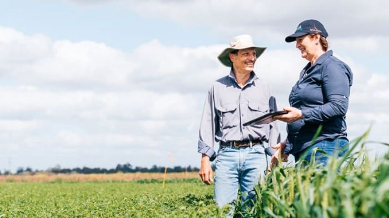 Two people standing in a crop field talking while looking at a tablet.