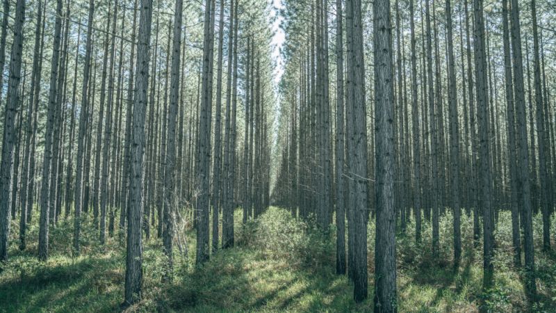 Straight rows of tall plantation trees stretching into the distance.