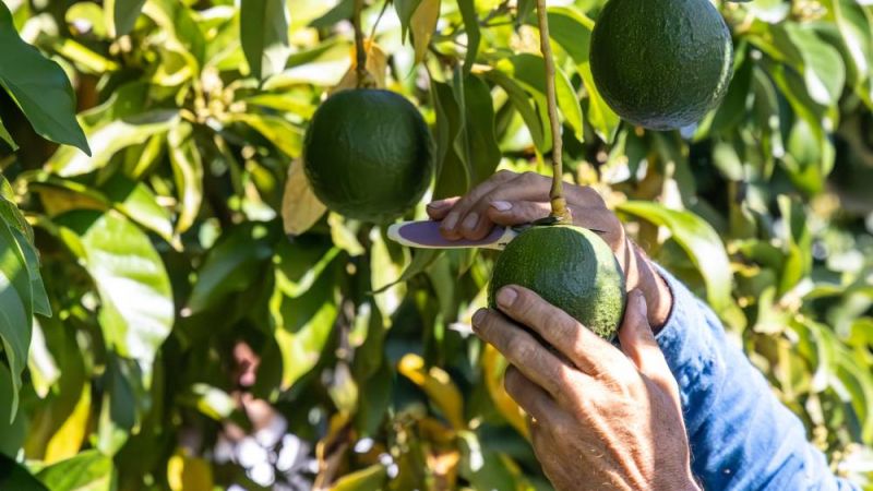 A researcher measuring avocados. 