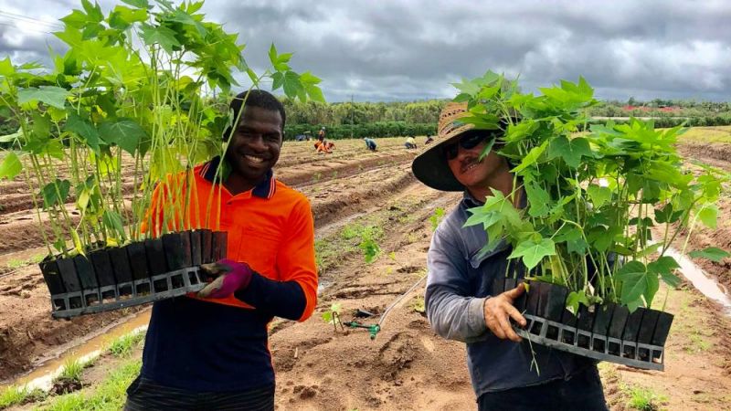Two men out in the field holding papaya plants.