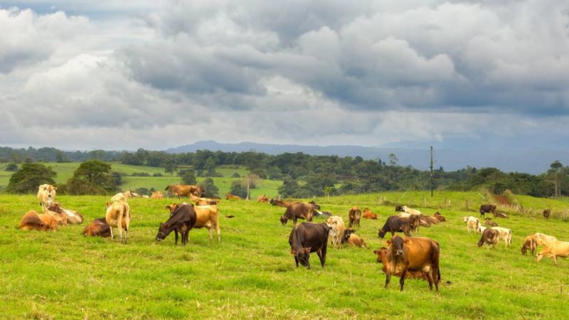 Dairy cows in a green field.