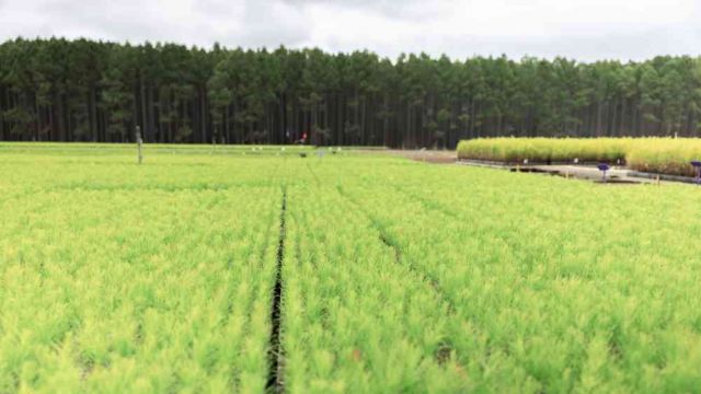 Rows of young tree seedlings in a nursery field with a plantation forest behind.