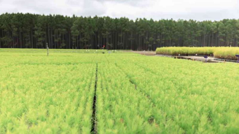 Rows of young tree seedlings in a nursery field with a plantation forest behind.