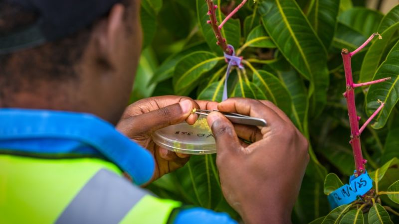 A close up of hands with tweezers taking a sample from a mango flower.