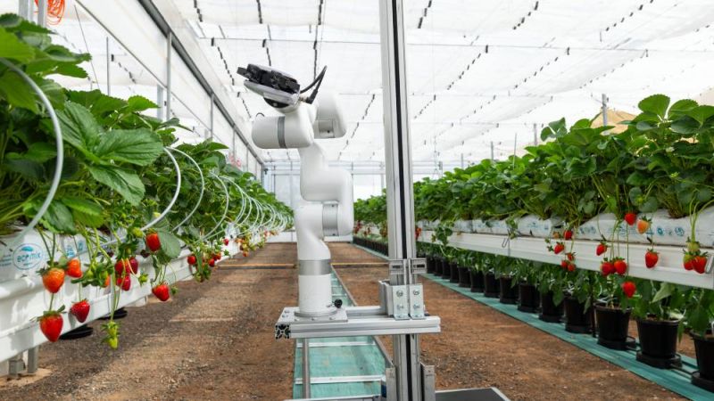 Autonomous robot in protected cropping glasshouse with strawberries.