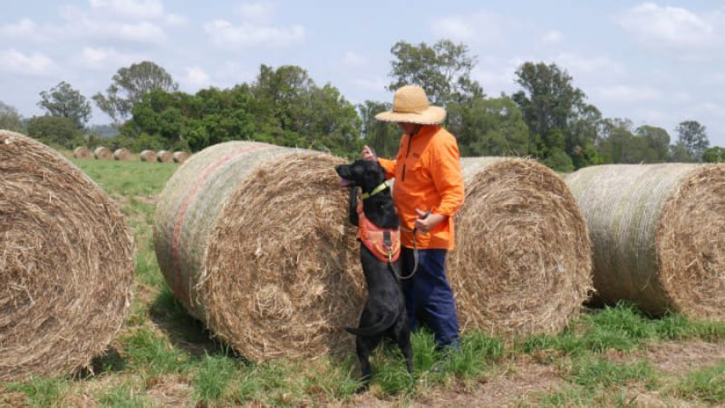 Person in an orange shirt and straw hat patting a black dog beside large round hay bales in a paddock.