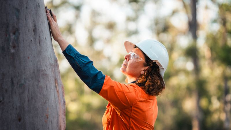 Person in a hard hat and safety glasses inspecting the trunk of a large tree in a forest.