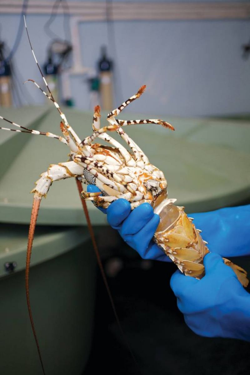 A close up of a researcher showing the underside of a lobster.