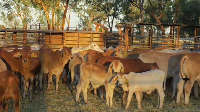 Cattle in cattleyard.
