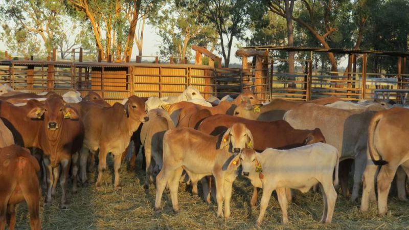 Cattle in cattleyard.