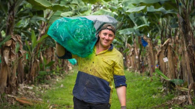 A man carrying a bag of bananas in a banana plantation.