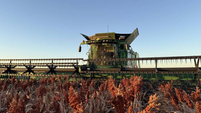 A man harvesting sorghum.