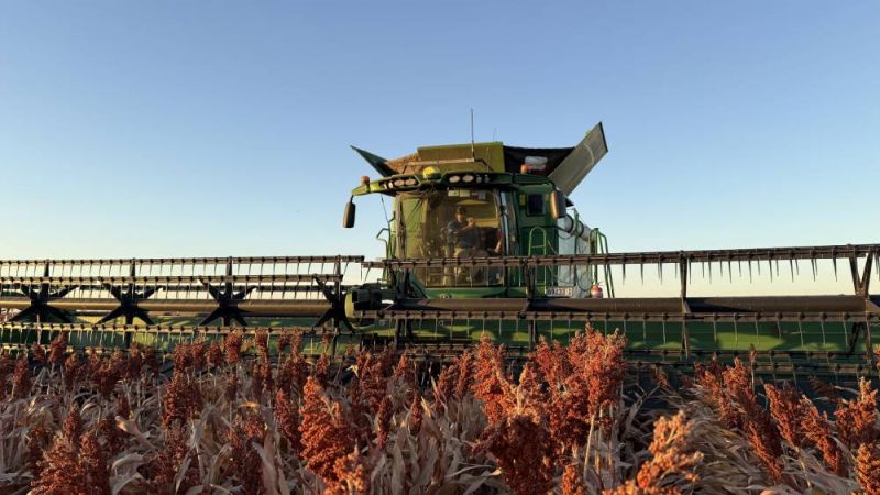 A man harvesting sorghum.
