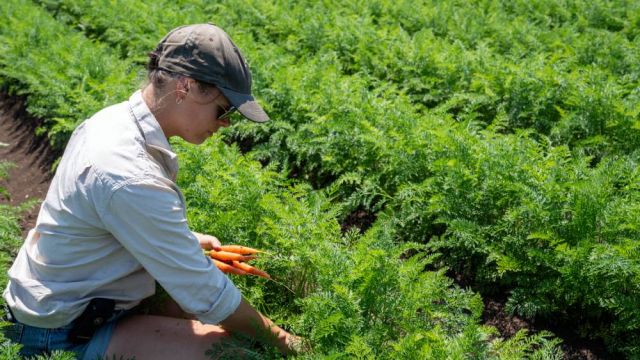 A woman crouching down picking carrots.