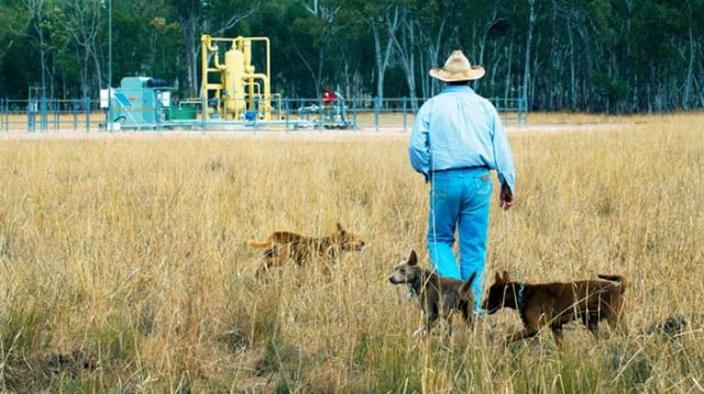 Person in a hat walking through dry grass with cattle and dogs, with an industrial facility in the background.
