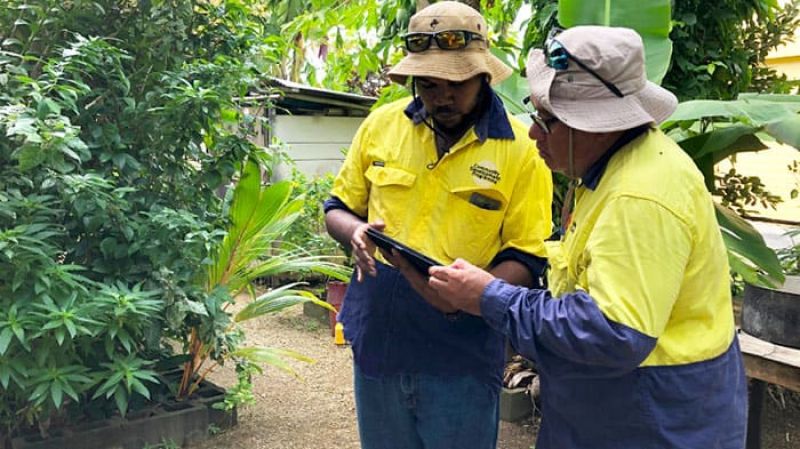Two people in hi-vis work shirts looking at a tablet outdoors among plants.