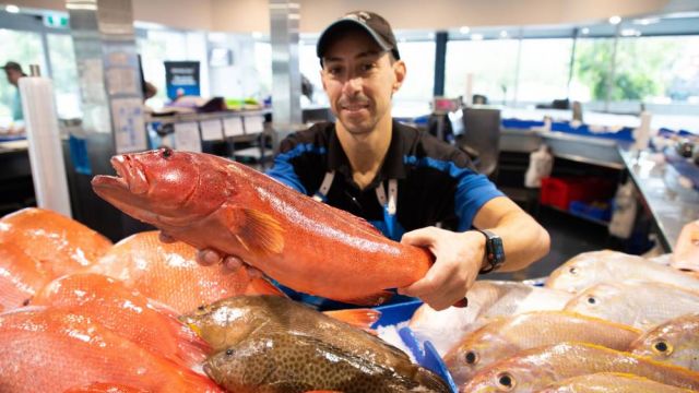 A man holding a coral trout at a fish market.