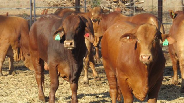 A small herd of cattle in a cattle yard.