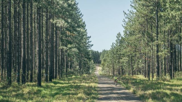 A cyclist riding through a plantation forest.