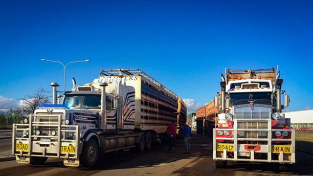 Two livestock trucks parked on a dirt road.