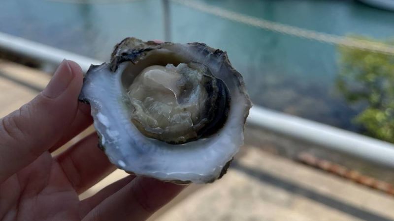 A hand holding an open blacklip rock oyster.