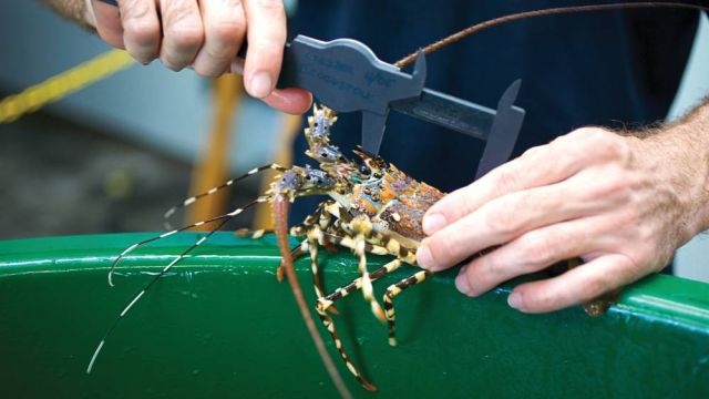 A close up of a lobster being measured in a lab.
