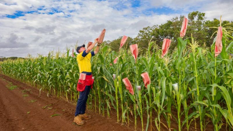 A man putting a cover on maize at a research trial.