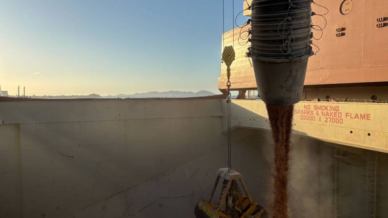 Bulk load of chickpeas for export.