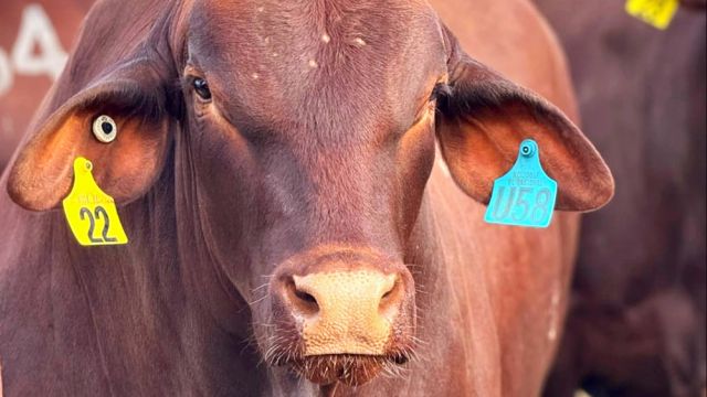 Brown cow in a cattle yard.