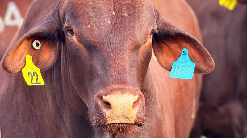 Brown cow in a cattle yard.