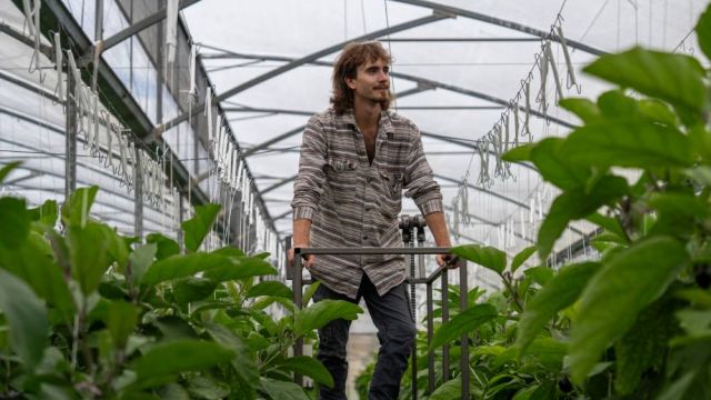 A man on a stair lift overlooking protected cropping in a glasshouse.