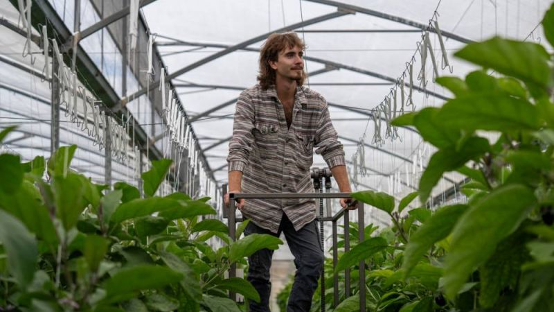 A man on a stair lift overlooking protected cropping in a glasshouse.