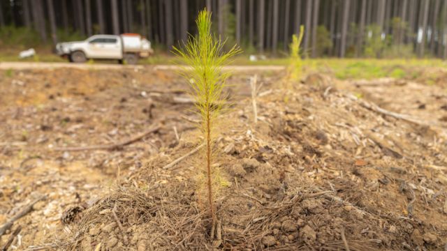 Young pine seedling growing in a cleared area, with a plantation forest and a ute in the background.