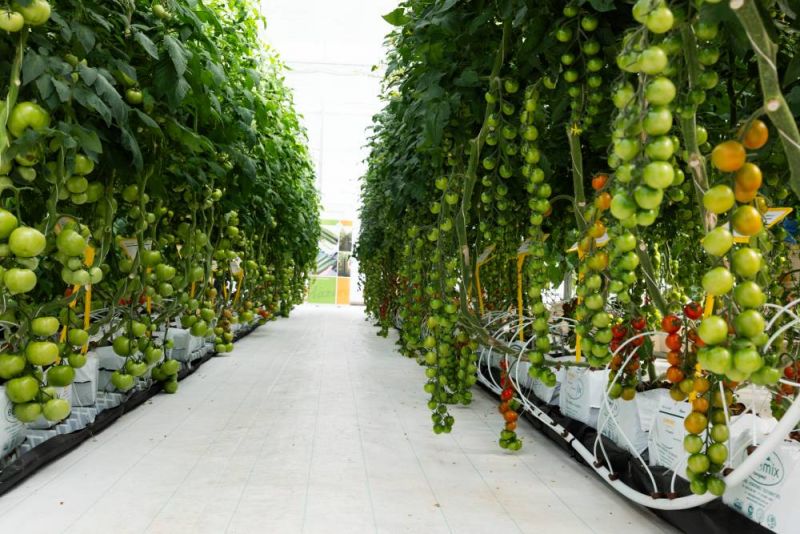Tomatoes growing vertically in a protected cropping glasshouse