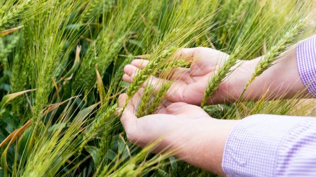 Hands in barley.