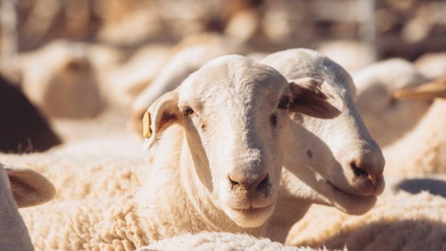 Two sheep looking directly at the camera.