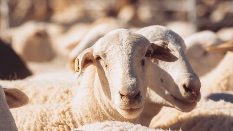 Two sheep looking directly at the camera.