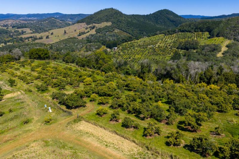Aerial view of an avocado orchard and landscape in Wide Bay Burnett.