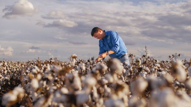 A man in a cotton field bending over picking cotton.