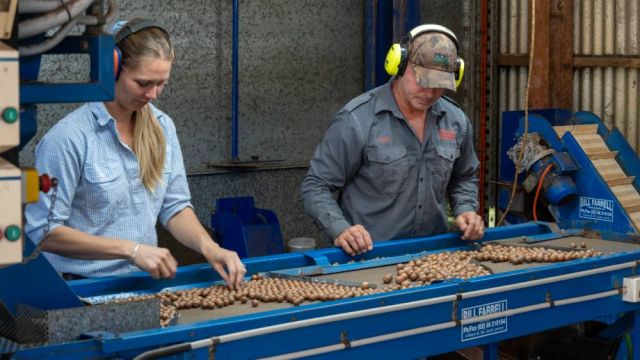 A woman and man sorting macadamias on a conveyor belt.
