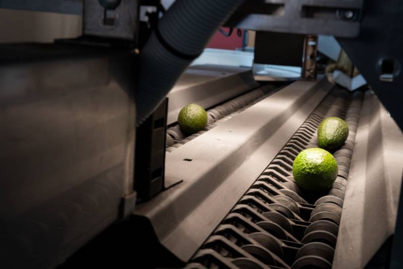 Avocados on a conveyor belt.