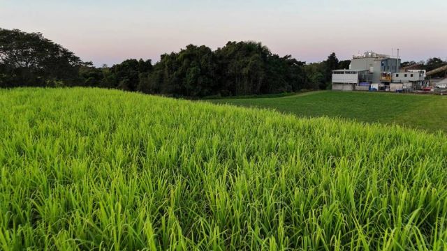  A biocommodities pilot plant over cane.