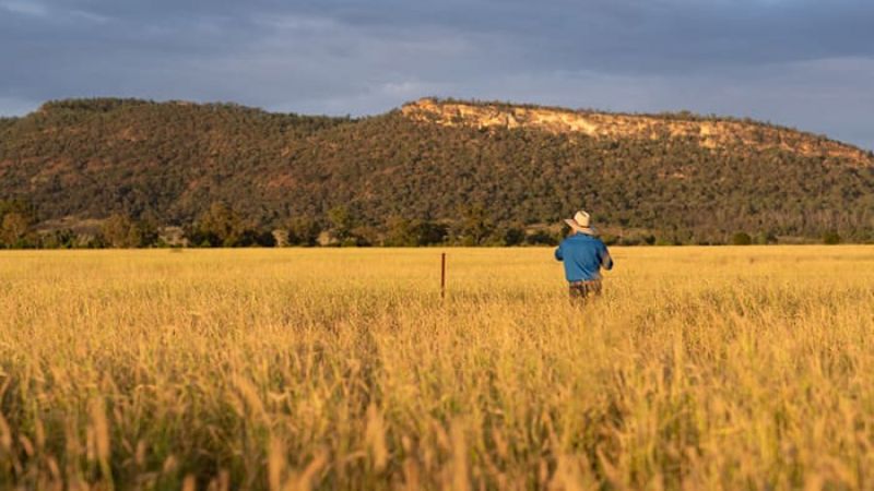 Person standing in a broad grain field looking toward a mountain ridge.